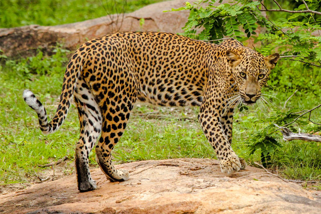 Jaguar auf Sri Lanka