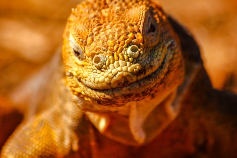 Galapagos Leguan